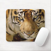 Tapis De Souris Portrait du tigre (Avec souris)