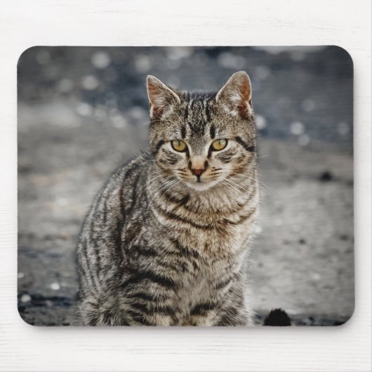 Tapis De Souris Portrait d'un chat (Devant)