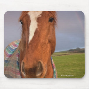 Tapis De Souris Portrait d'un cheval avec un arc-en-ciel dans le