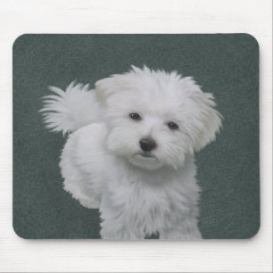 Tapis De Souris Portrait d'un petit chien blanc