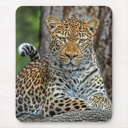 Tapis De Souris Portrait Mousepad de léopard (Devant)