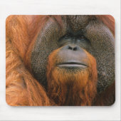 Tapis De Souris Portrait of Orang-utang Male, Georgia, USA (Devant)