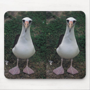 Tapis De Souris Position d'albatros de Laysan
