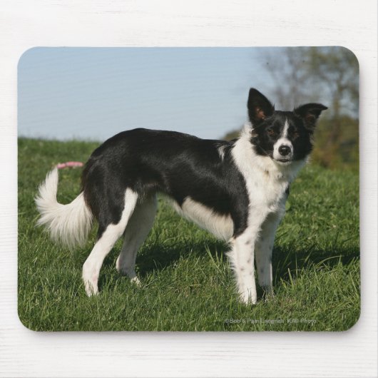 Tapis De Souris Position de border collie (Devant)