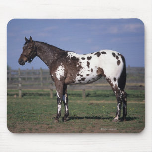 Tapis De Souris Position de cheval d'Appaloosa