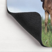 Tapis De Souris Poulain de pur sang se tenant dans l'herbe (Coin)