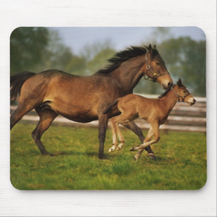 Tapis De Souris Poulain Pur-Sang Alezan et Poulain