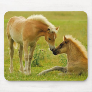 Tapis De Souris Poulains de cheval