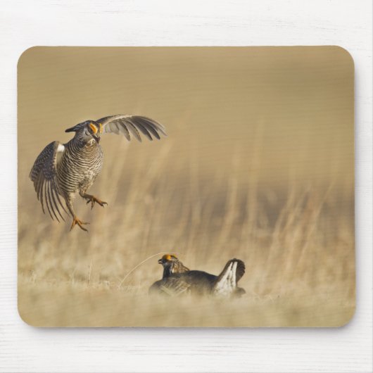Tapis De Souris Poulets de prairie mâles à poitrine dans le comté (Devant)