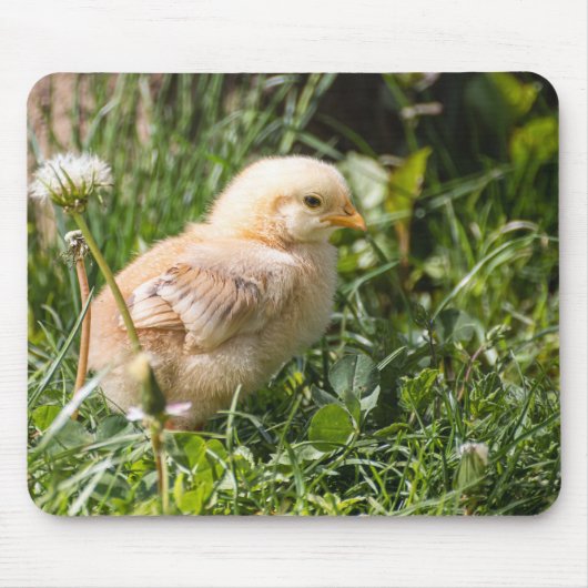 Tapis De Souris poulets, poulet, volaille (Devant)