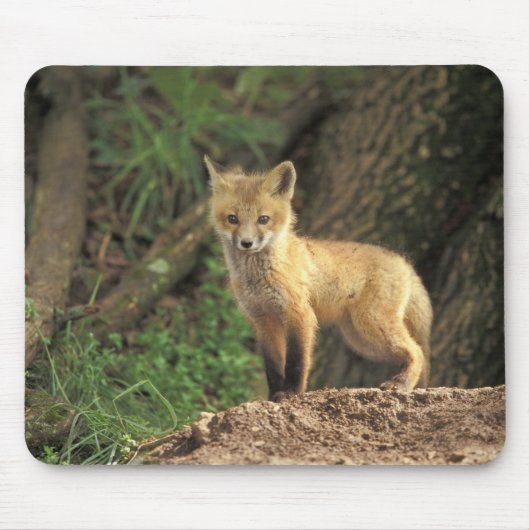Tapis De Souris Poupe Renard Rouge devant la tanière (Vulpes vulpe (Devant)