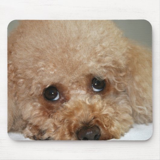 Tapis de souris pour Caniche roux (Devant)