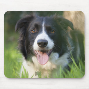 Tapis de souris pour chiot Border Collie
