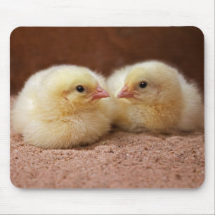Tapis de souris pour poussins