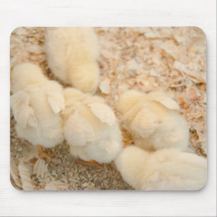 Tapis De Souris poussins