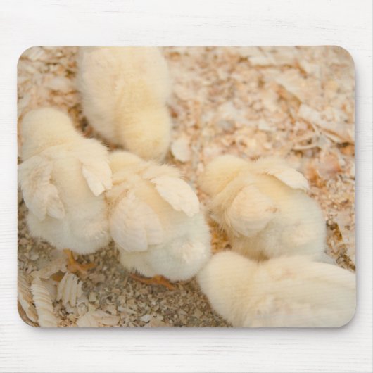 Tapis De Souris poussins (Devant)
