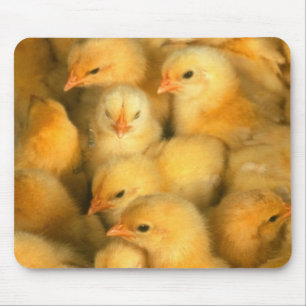 Tapis De Souris Poussins de bébé