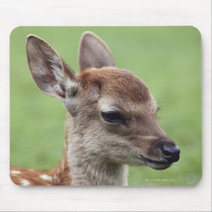 Tapis De Souris Préfecture de Nara, Honshu, Japon