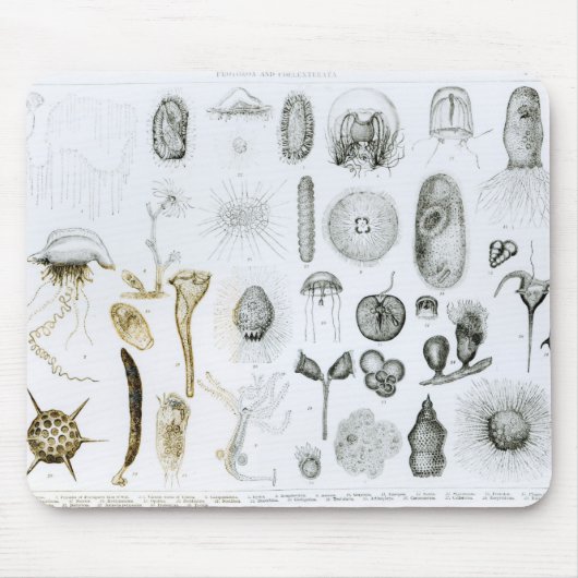 Tapis De Souris Protozoaires et coelentérés (Devant)