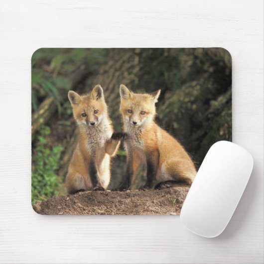 Tapis De Souris Pup Red Fox devant den Vulpes vulpes) (Avec souris)