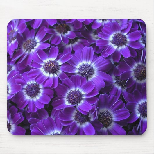 Tapis De Souris Purple cineraria (Devant)