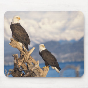 Tapis De Souris pygargue à tête blanche, Haliaeetus leuccocephalus