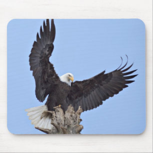 Tapis De Souris Pygargue à tête blanche (Haliaeetus leucocephalus)