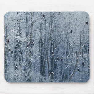 Tapis De Souris Pygargues à tête blanche