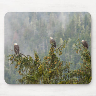Tapis De Souris Pygargues à tête blanche   Forêt nationale de Tong