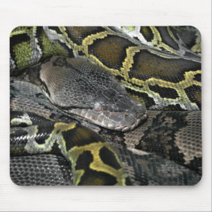 Tapis De Souris Python molurus bivittatus