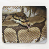Python Mousepad de boule d'araignée