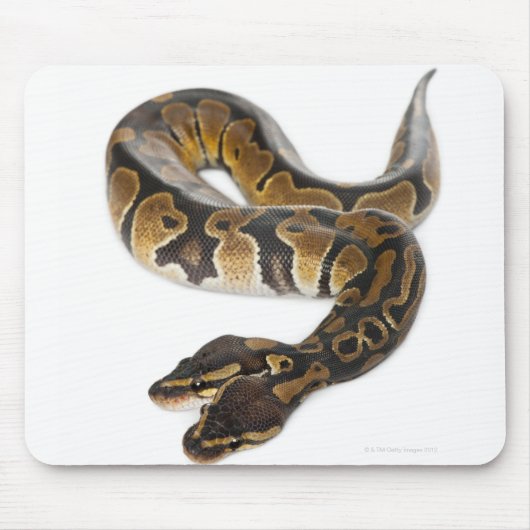 Tapis De Souris Python royal à deux têtes ou Python à boule - Pyth (Devant)