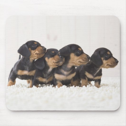 Tapis De Souris Quatre Mini Dachshund (Devant)