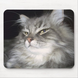 Tapis De Souris Quelle attitude ?