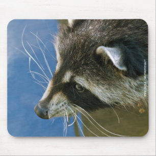 Tapis De Souris Raccoon