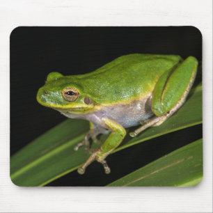 Tapis De Souris Rainette verte (Hyla cinerea) 2