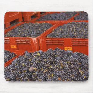 Tapis De Souris Raisins de Gamay fraîchement cueillis à la récolte