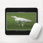 Tapis De Souris Rare White Raven Faune Photo (Avec souris)