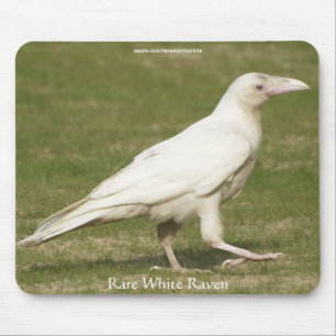 Tapis De Souris Rare White Raven Faune Photographie