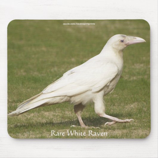 Tapis De Souris Rare White Raven Faune Photographie (Devant)