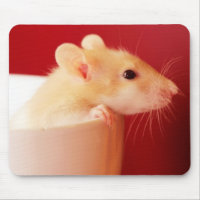 Rat de bébé