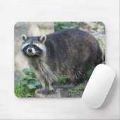 Tapis de souris Raton laveur (Avec souris)