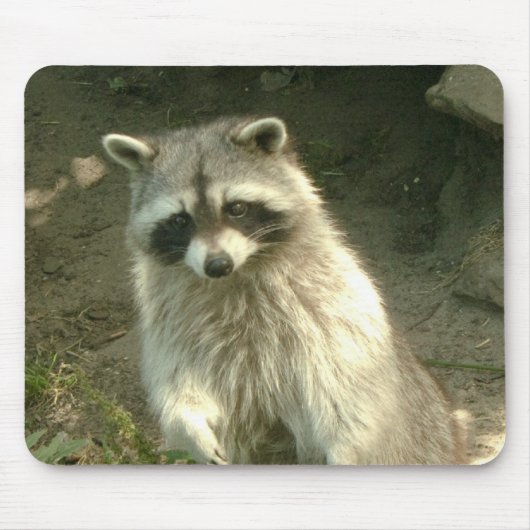 Tapis De Souris Raton laveur I (Devant)