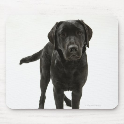 Tapis De Souris Récupérateur de labrador noir (Devant)