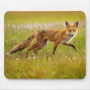 Tapis De Souris Red Fox Adult