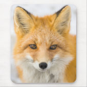 Tapis De Souris Red Fox Portrait (Devant)