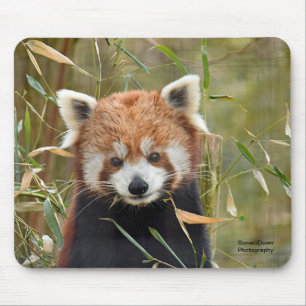 Tapis De Souris Red Panda