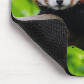 Tapis De Souris Red Panda Bear photo (Coin)