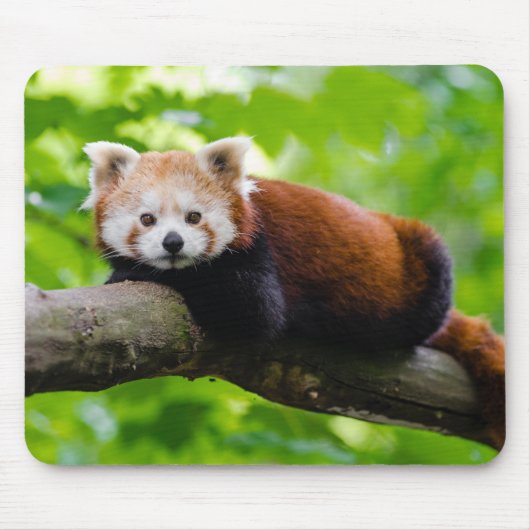 Tapis De Souris Red Panda Bear photo (Devant)