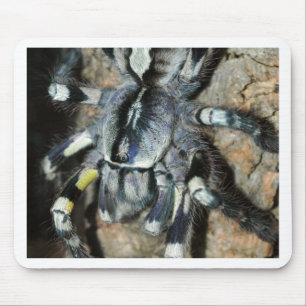 Tapis De Souris Regalis de Poecilotheria